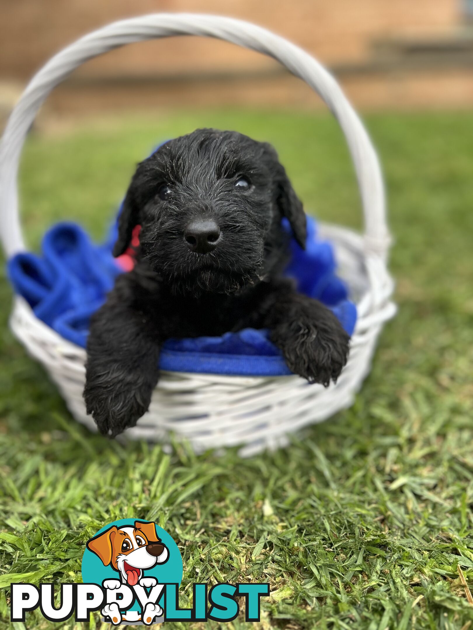 First Generation Standard Labradoodles