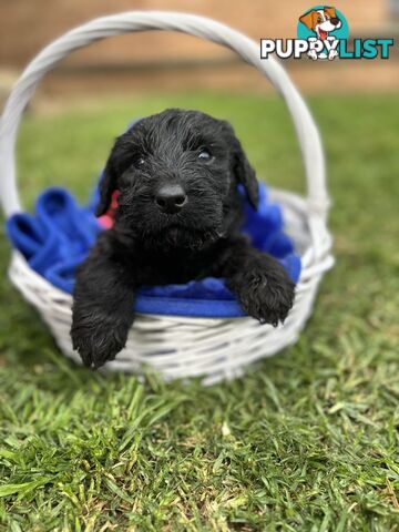 First Generation Standard Labradoodles