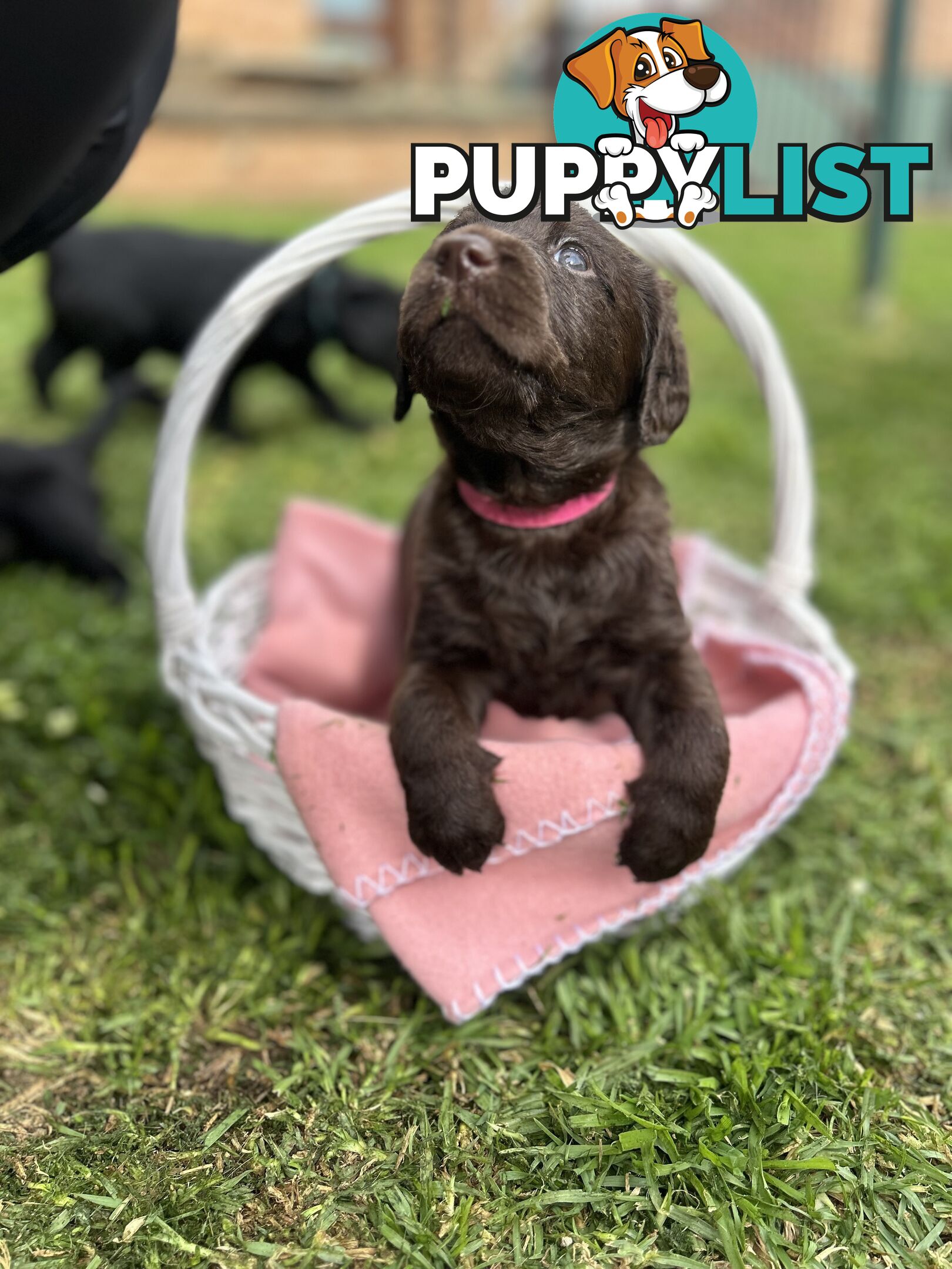 First Generation Standard Labradoodles