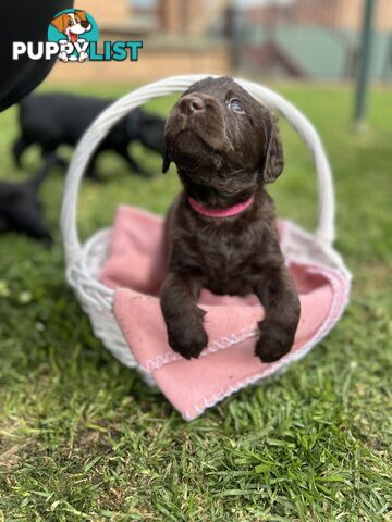 First Generation Standard Labradoodles