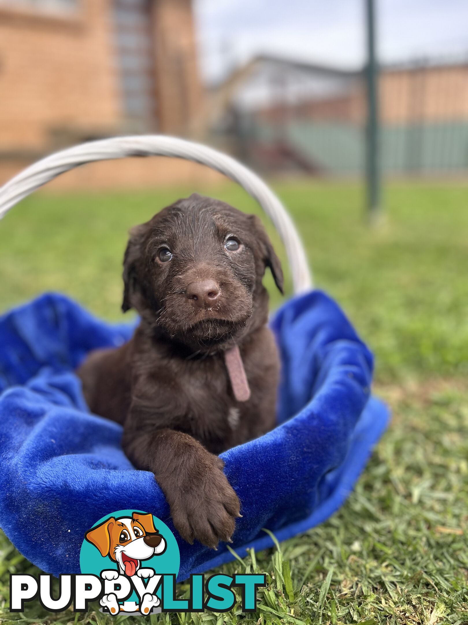 First Generation Standard Labradoodles