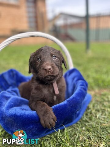 First Generation Standard Labradoodles