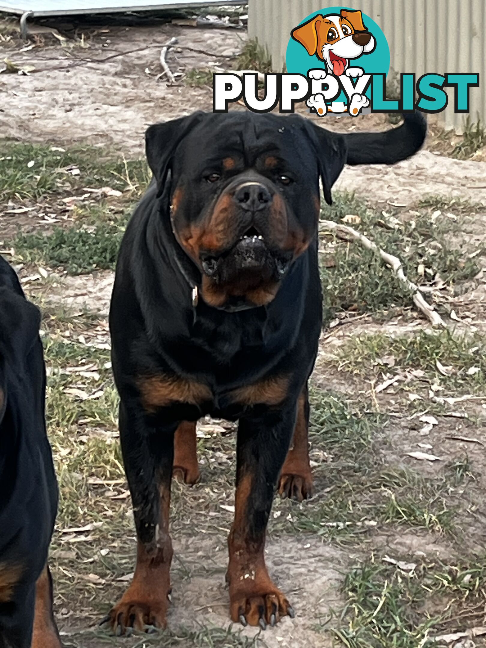 Rottweiler Pure Bred Puppies