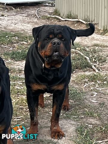 Rottweiler Pure Bred Puppies