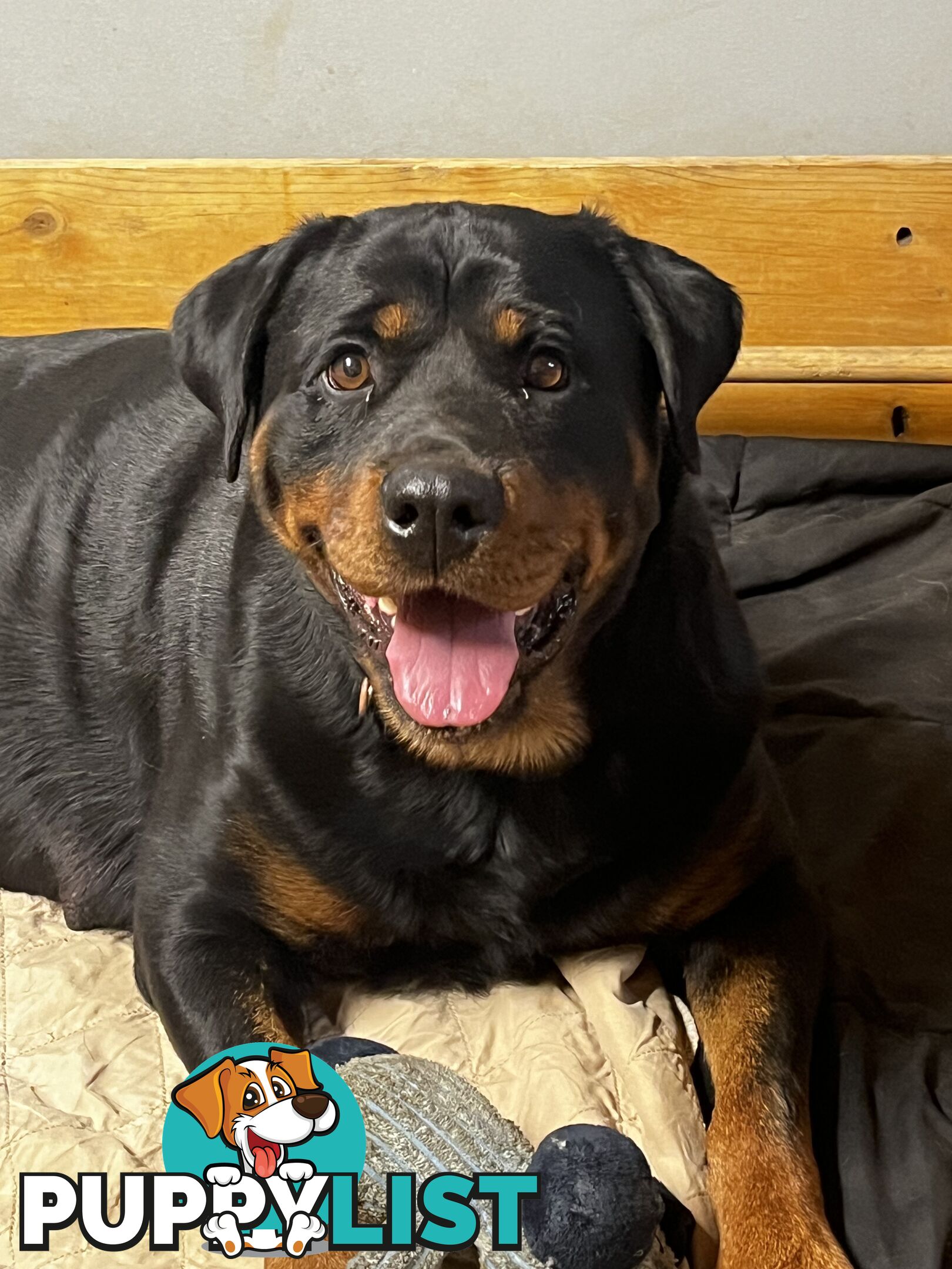 Rottweiler Pure Bred Puppies