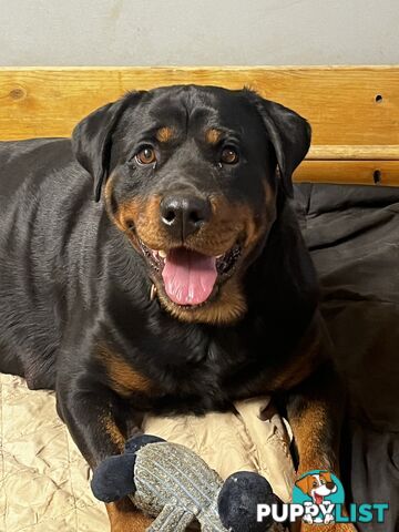 Rottweiler Pure Bred Puppies