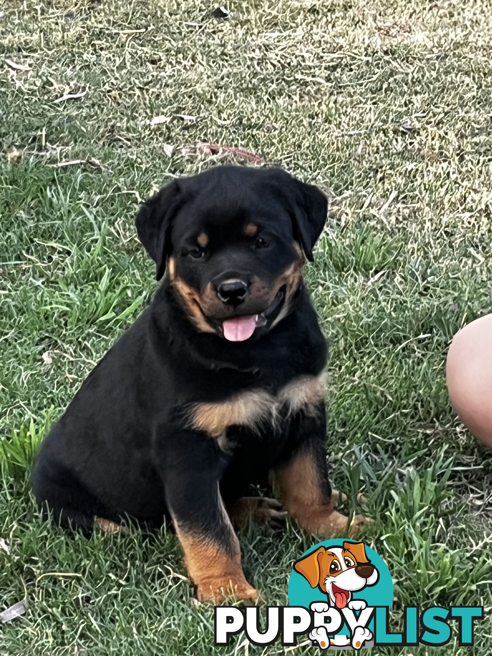 Rottweiler Pure Bred Puppies