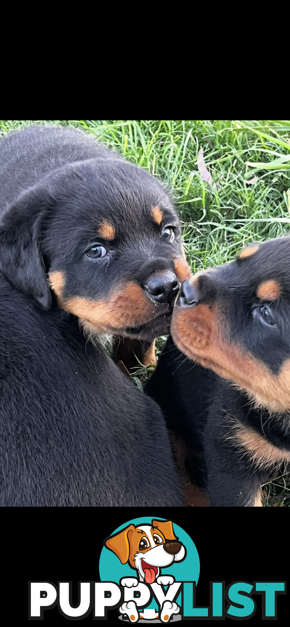 Rottweiler Pure Bred Puppies