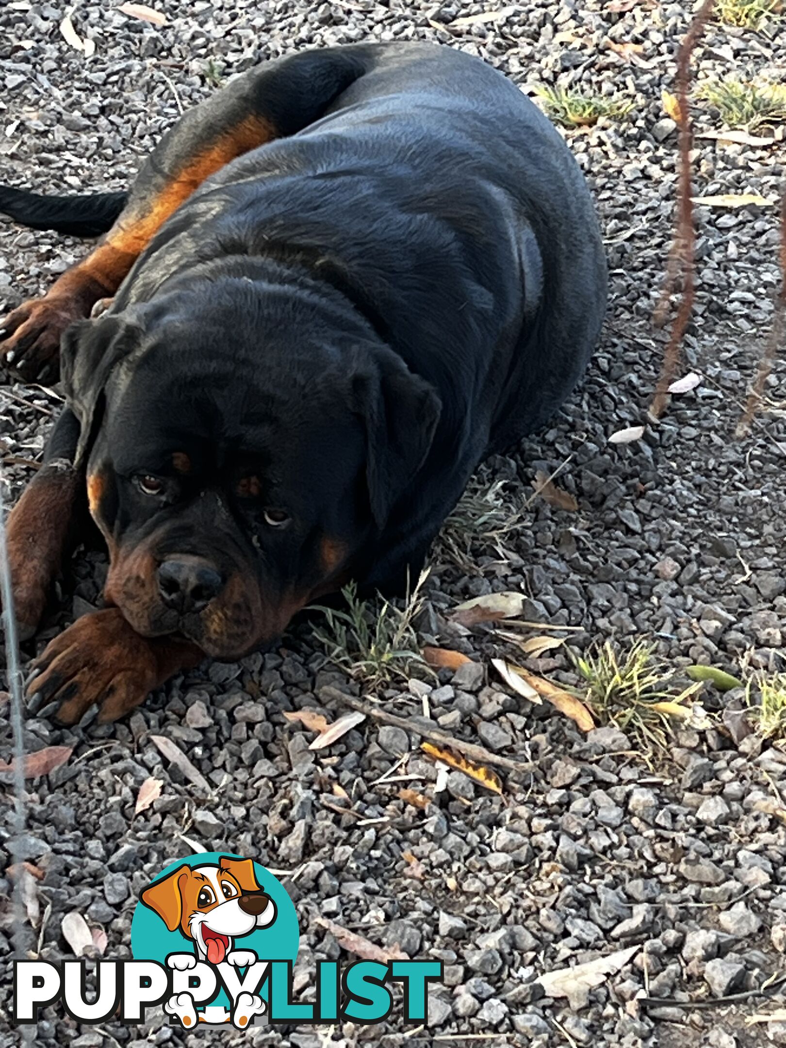 Rottweiler Pure Bred Puppies