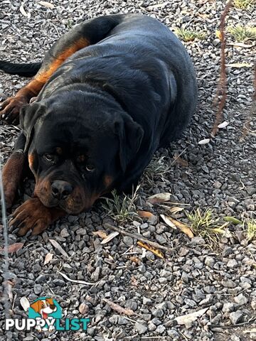 Rottweiler Pure Bred Puppies