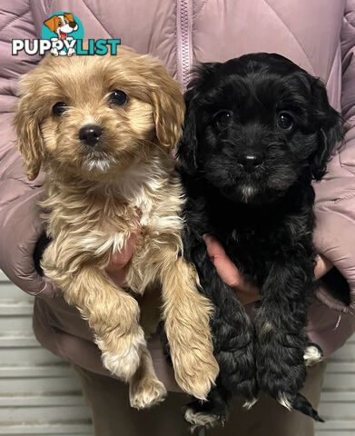 Adorable Toy Cavoodles