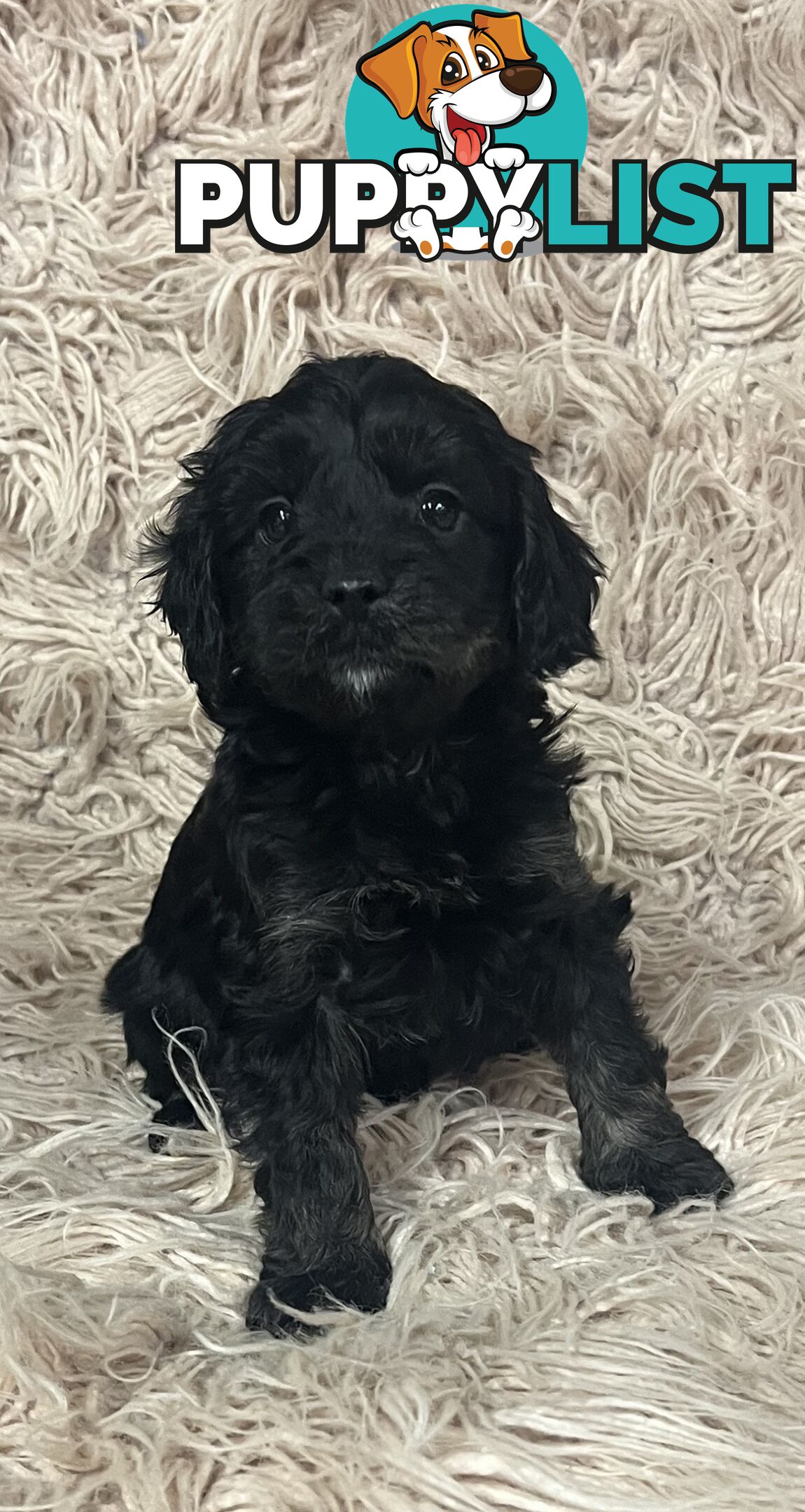 Adorable Toy Cavoodles