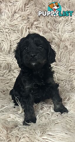 Adorable Toy Cavoodles