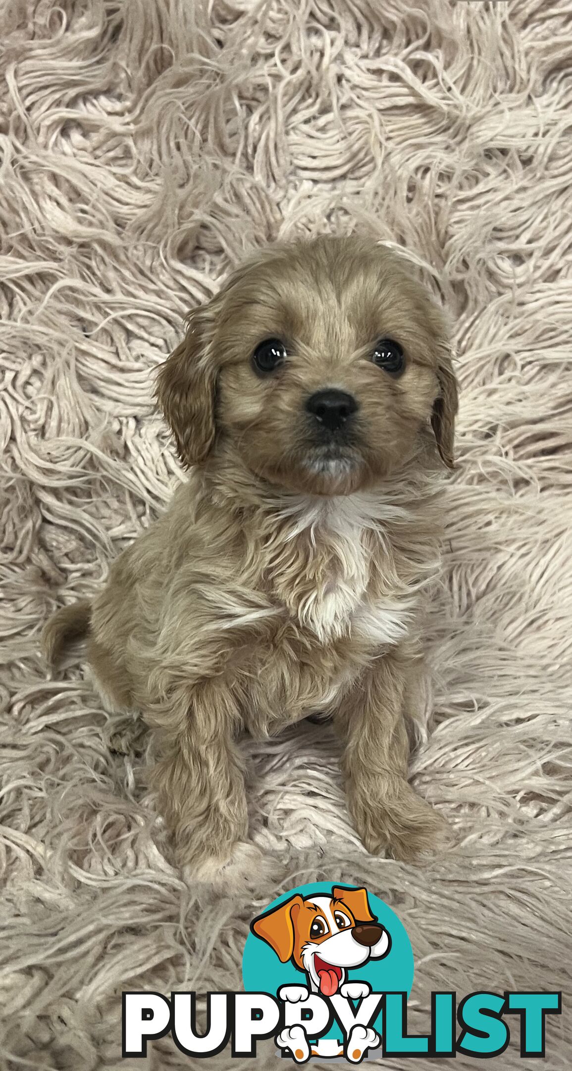 Adorable Toy Cavoodles