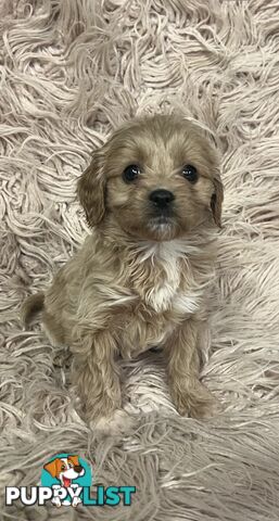 Adorable Toy Cavoodles