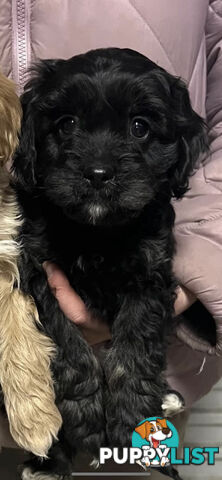 Adorable Toy Cavoodle