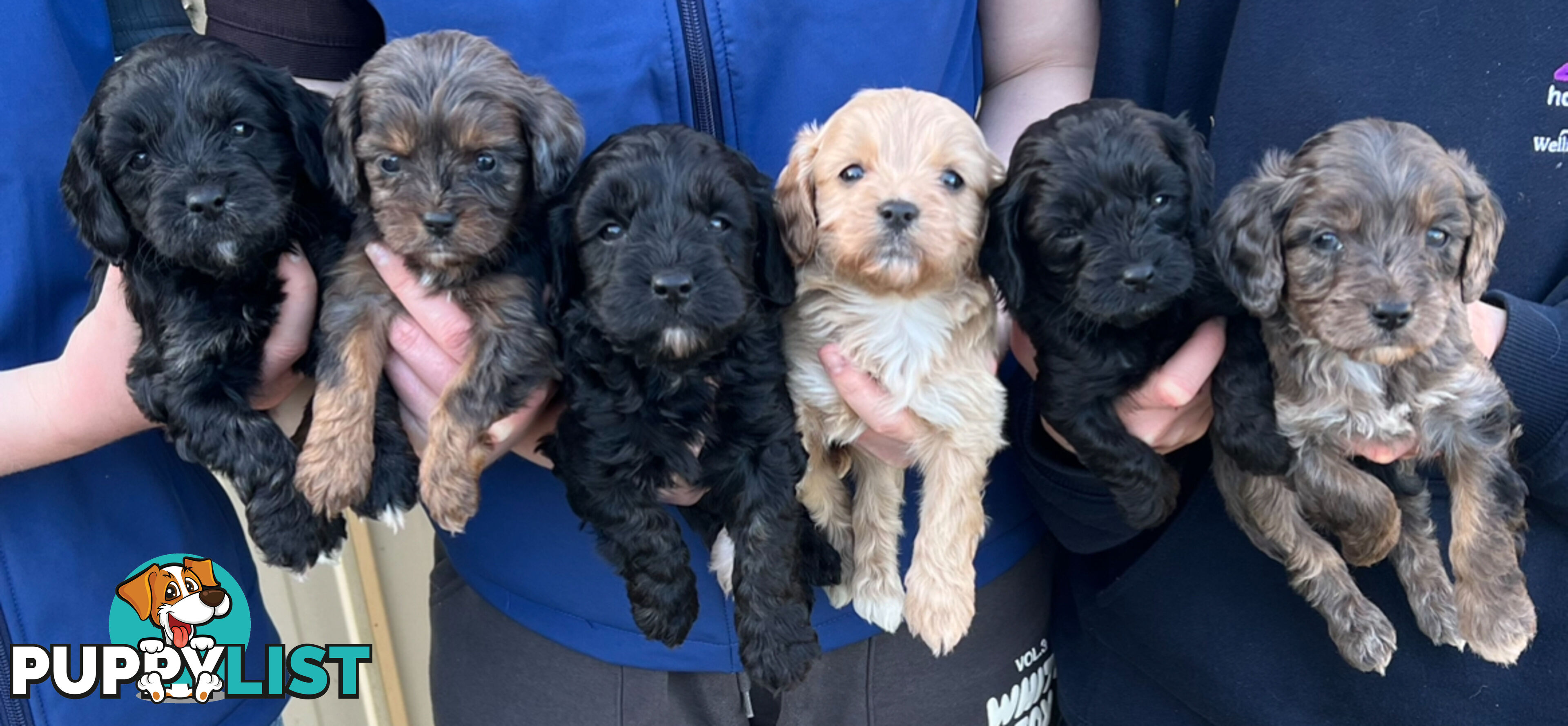 Adorable Toy Cavoodles