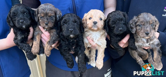 Adorable Toy Cavoodles