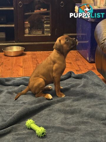 3 Boxer puppies