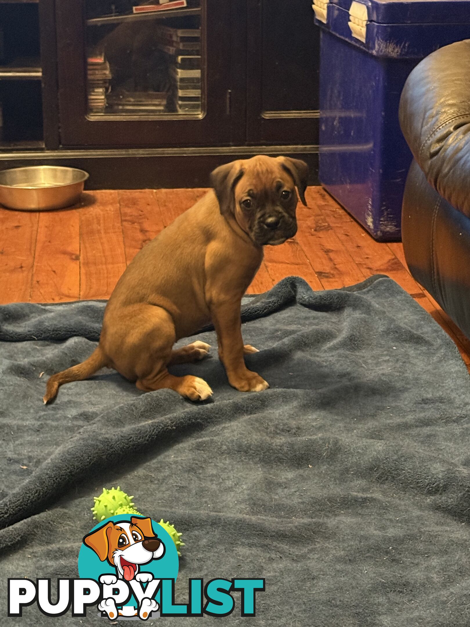 3 Boxer puppies