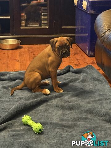 3 Boxer puppies