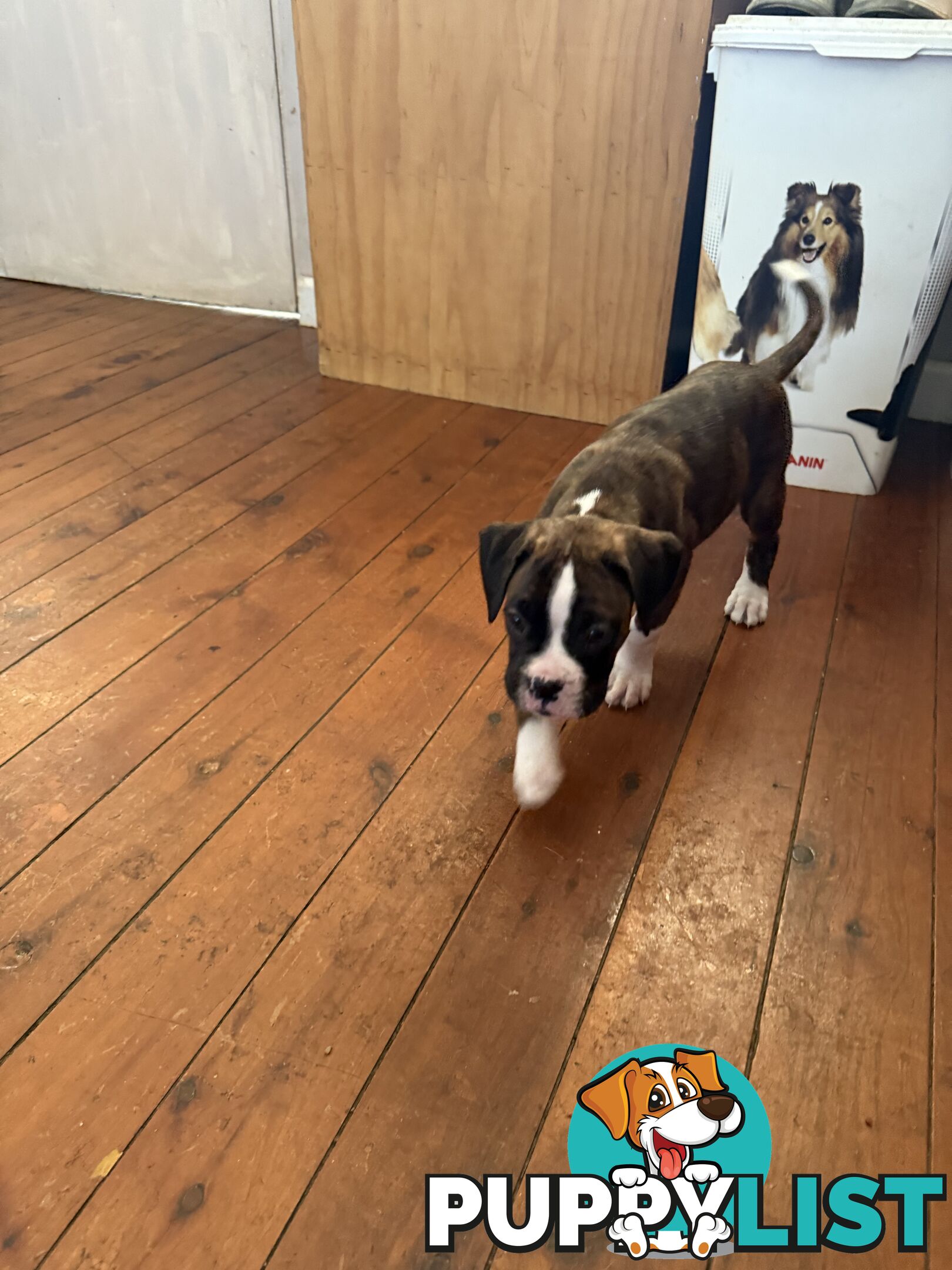 3 Boxer puppies