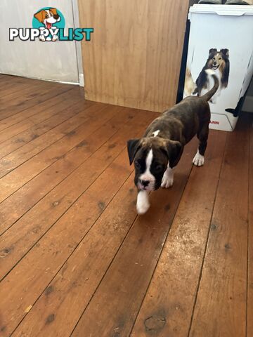 3 Boxer puppies