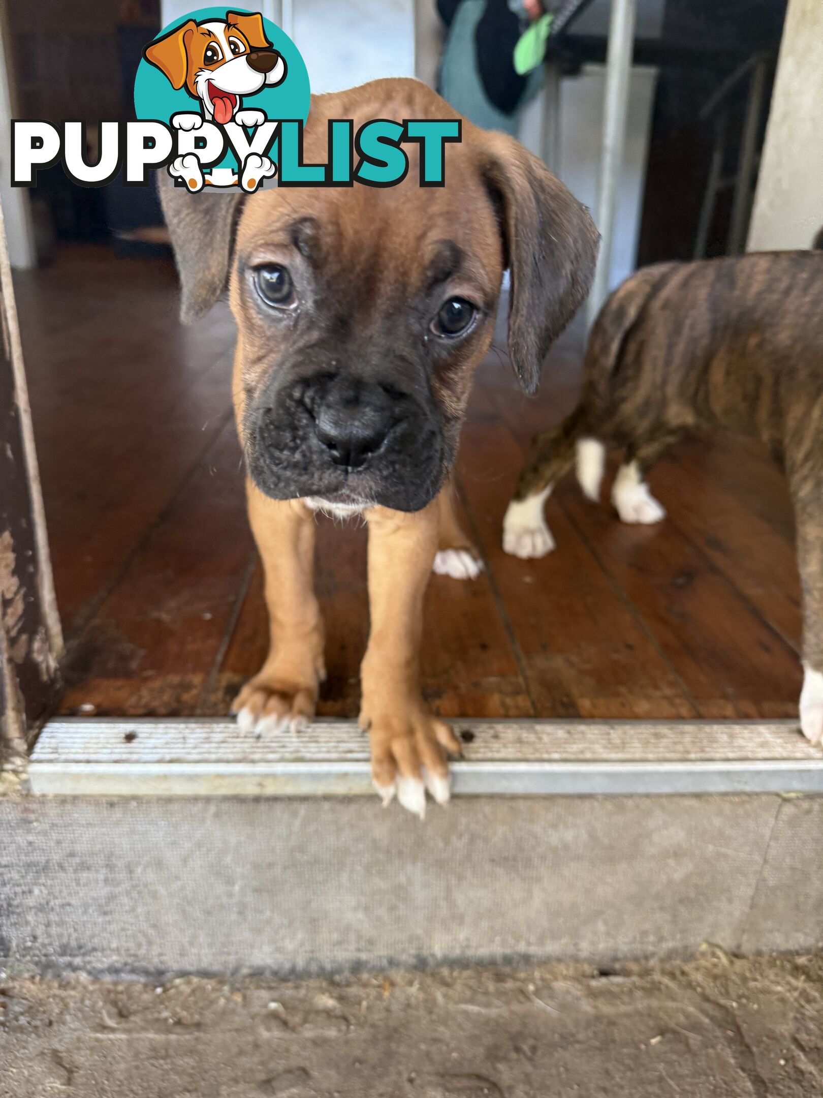 3 Boxer puppies