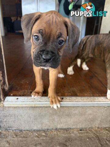 3 Boxer puppies