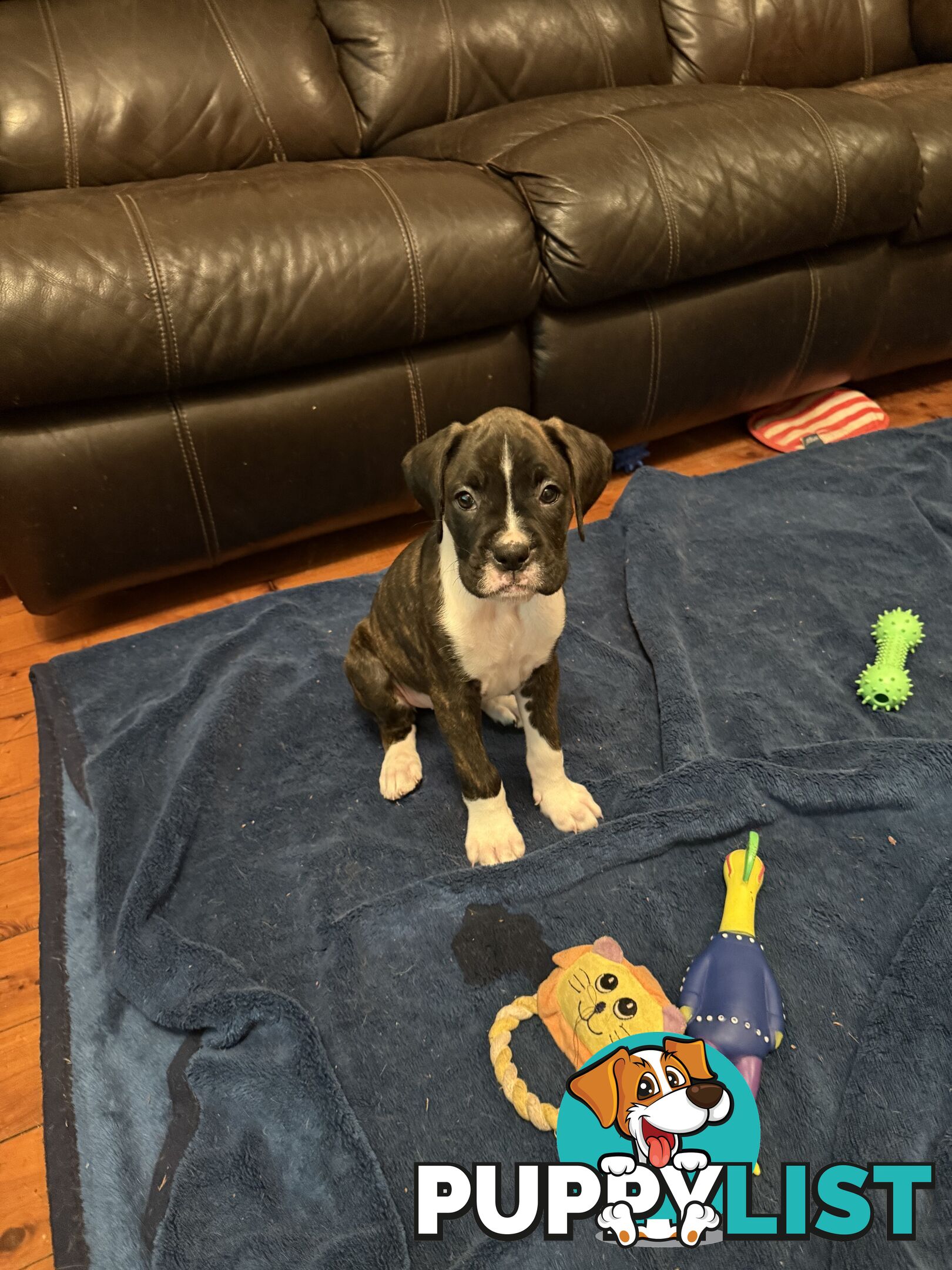 3 Boxer puppies