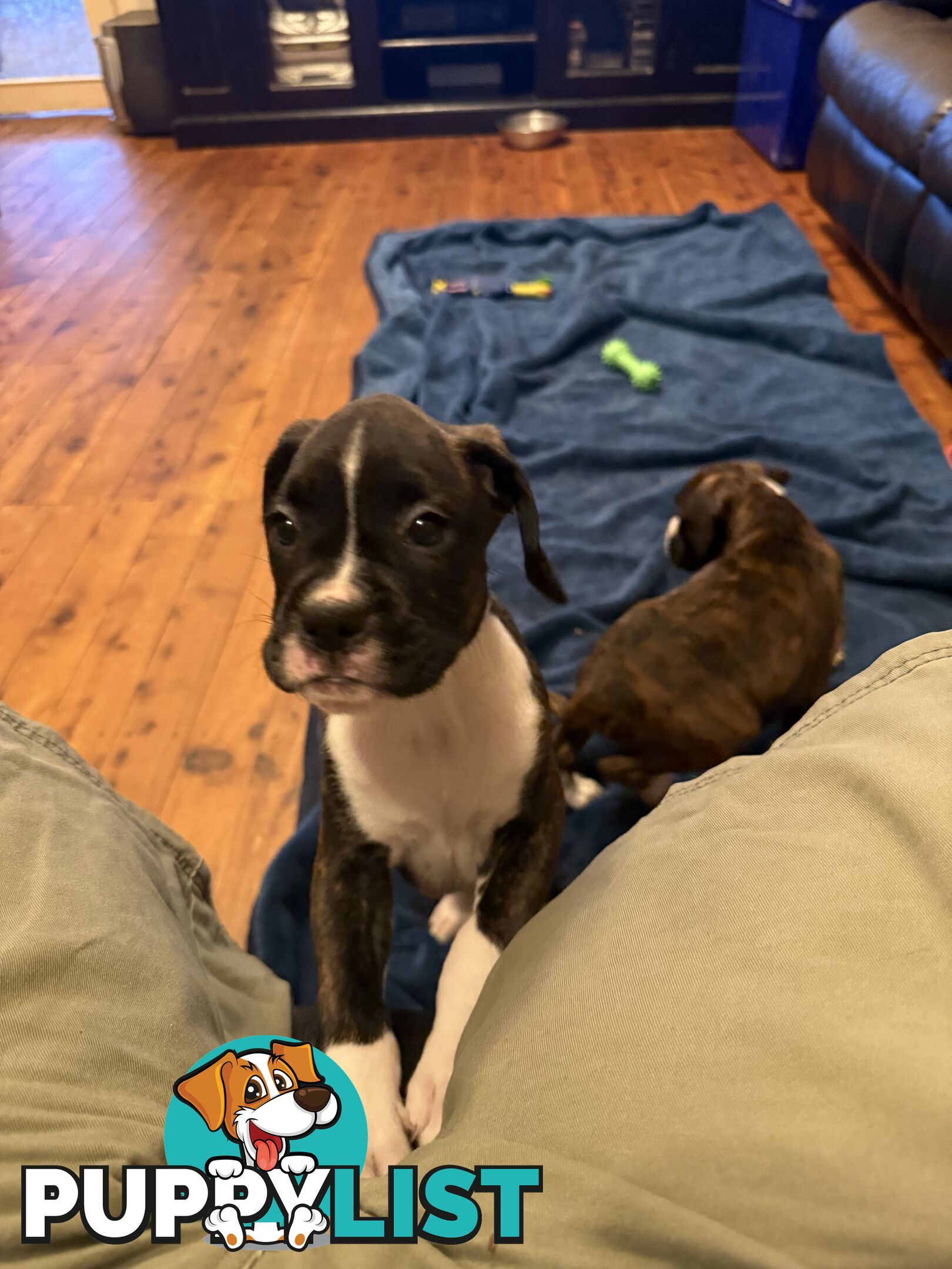 3 Boxer puppies