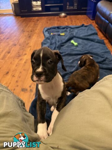 3 Boxer puppies