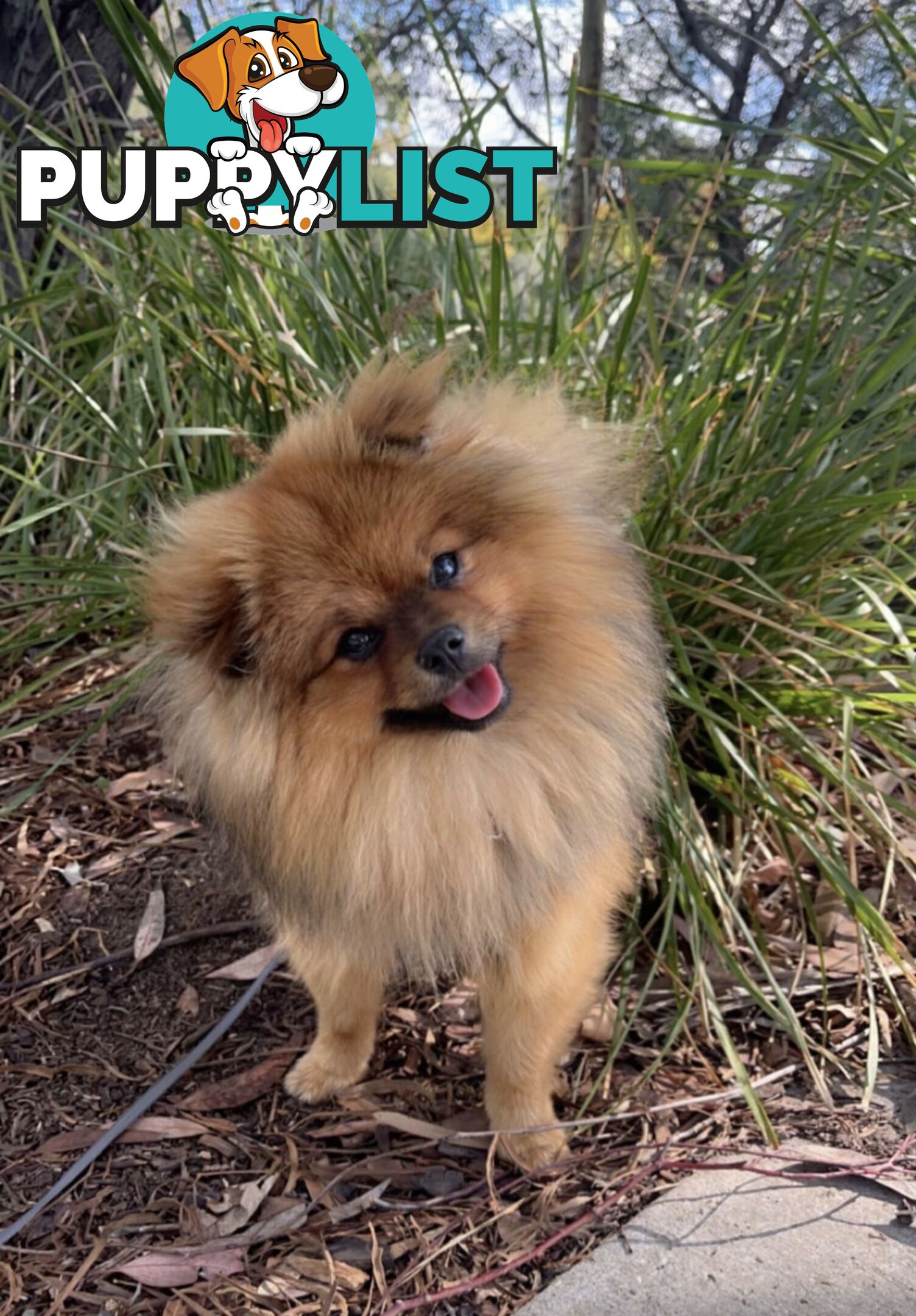 PURE POMERANIAN STUD DOG !!( Not for sale)