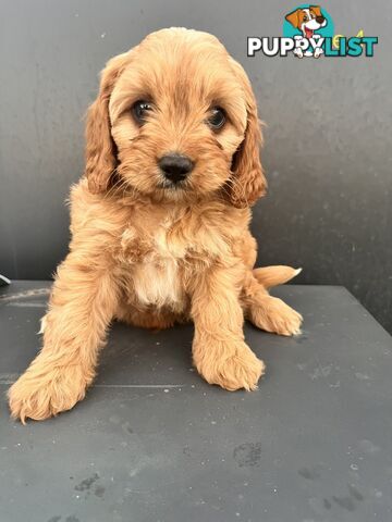 1st Gen Cavoodles ready to go