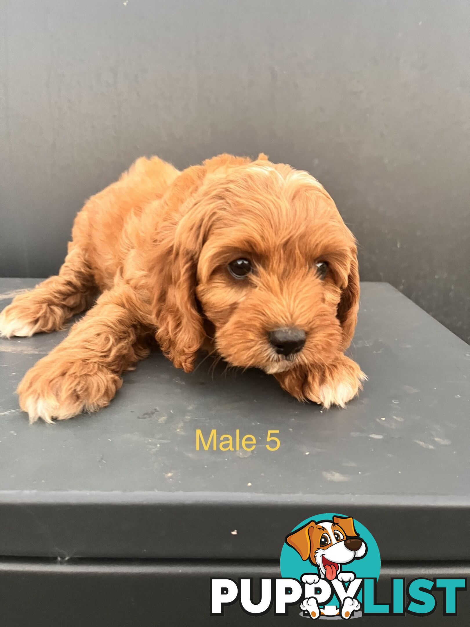 1st Gen Cavoodles ready to go