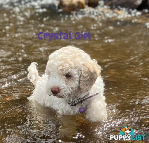 STUNNING FB1 CAVOODLES READY NOW M and F