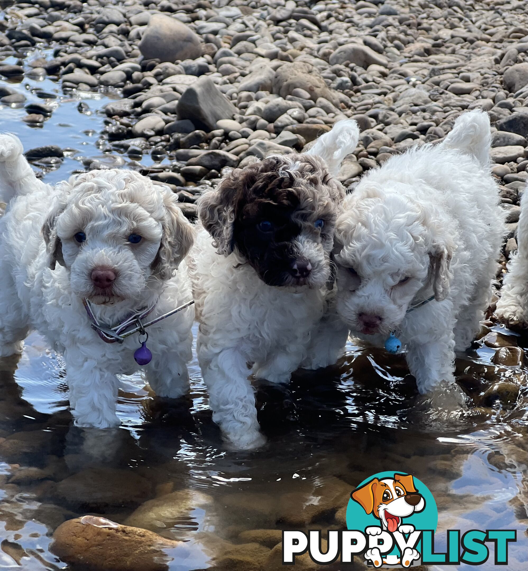 UNIQUE BLUE EYED LIVER NOSE APRICOT &amp;amp;amp; WHITE CAVOODLES