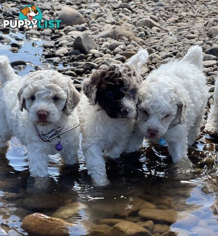 UNIQUE BLUE EYED LIVER NOSE APRICOT &amp;amp;amp; WHITE CAVOODLES