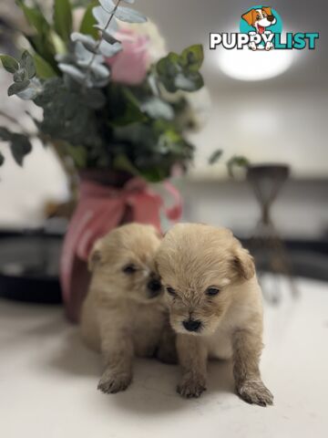 Tiny toy Moodle puppies