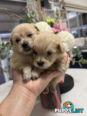 Tiny toy Moodle puppies