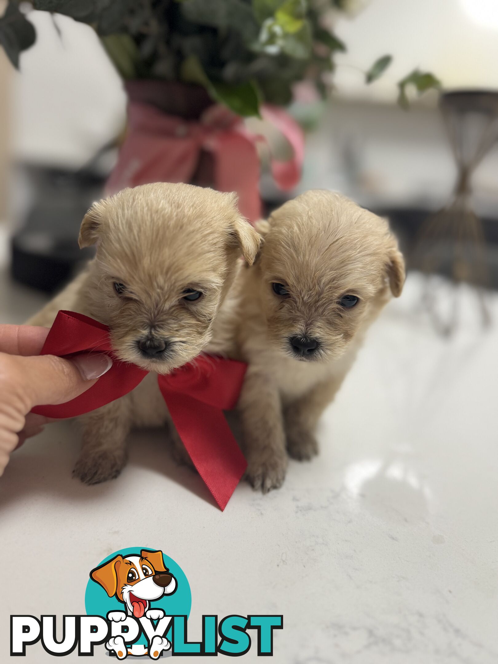 Tiny toy Moodle puppies