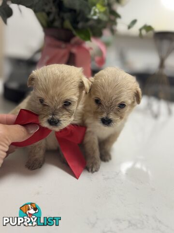 Tiny toy Moodle puppies