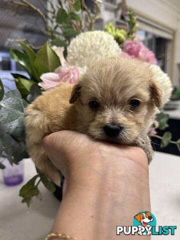 Tiny toy Moodle puppies