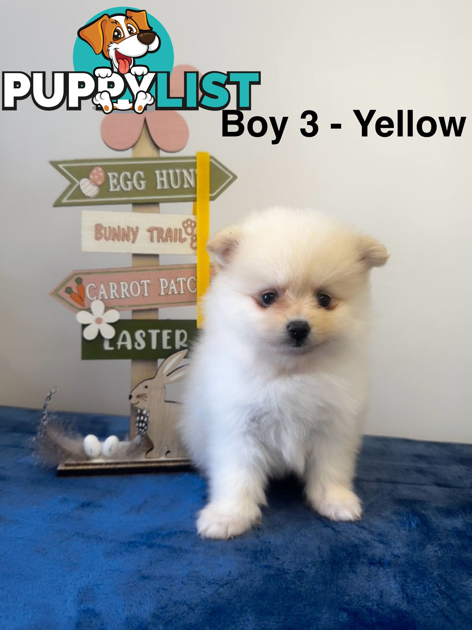 Pure Breed Pomeranian Pups for Sale (Available from 4th March 2025)