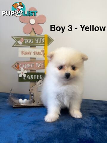 Pure Breed Pomeranian Pups for Sale (Available from 4th March 2025)