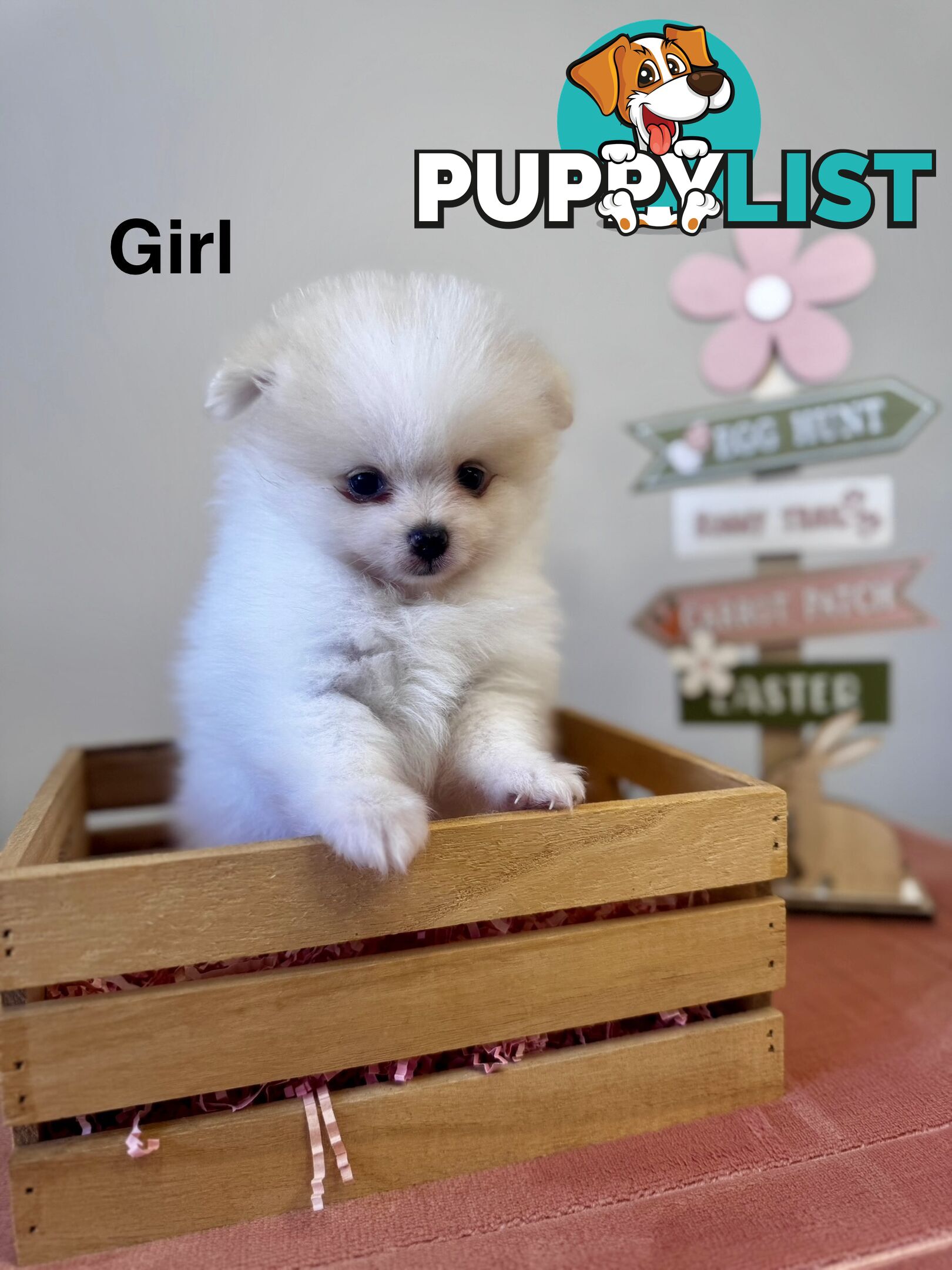 Pure Breed Pomeranian Pups for Sale (Available from 4th March 2025)