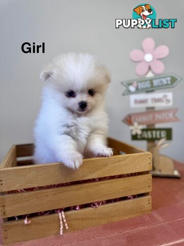 Pure Breed Pomeranian Pups for Sale (Available from 4th March 2025)