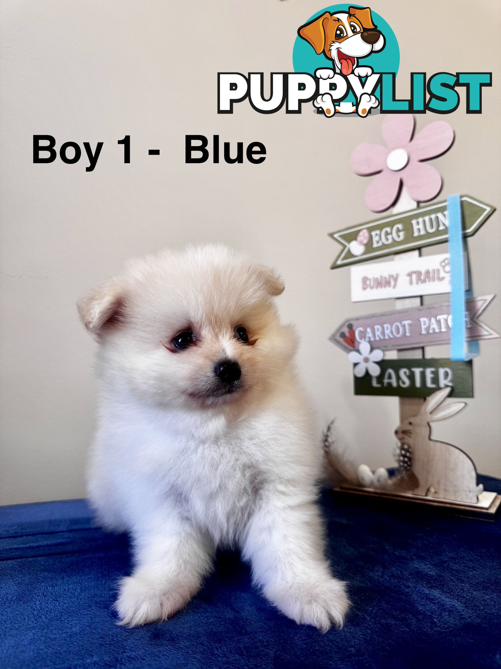 Pure Breed Pomeranian Pups for Sale (Available from 4th March 2025)