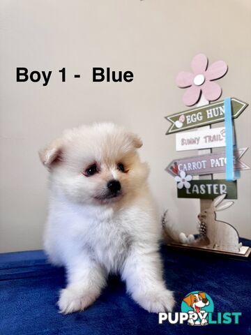 Pure Breed Pomeranian Pups for Sale (Available from 4th March 2025)