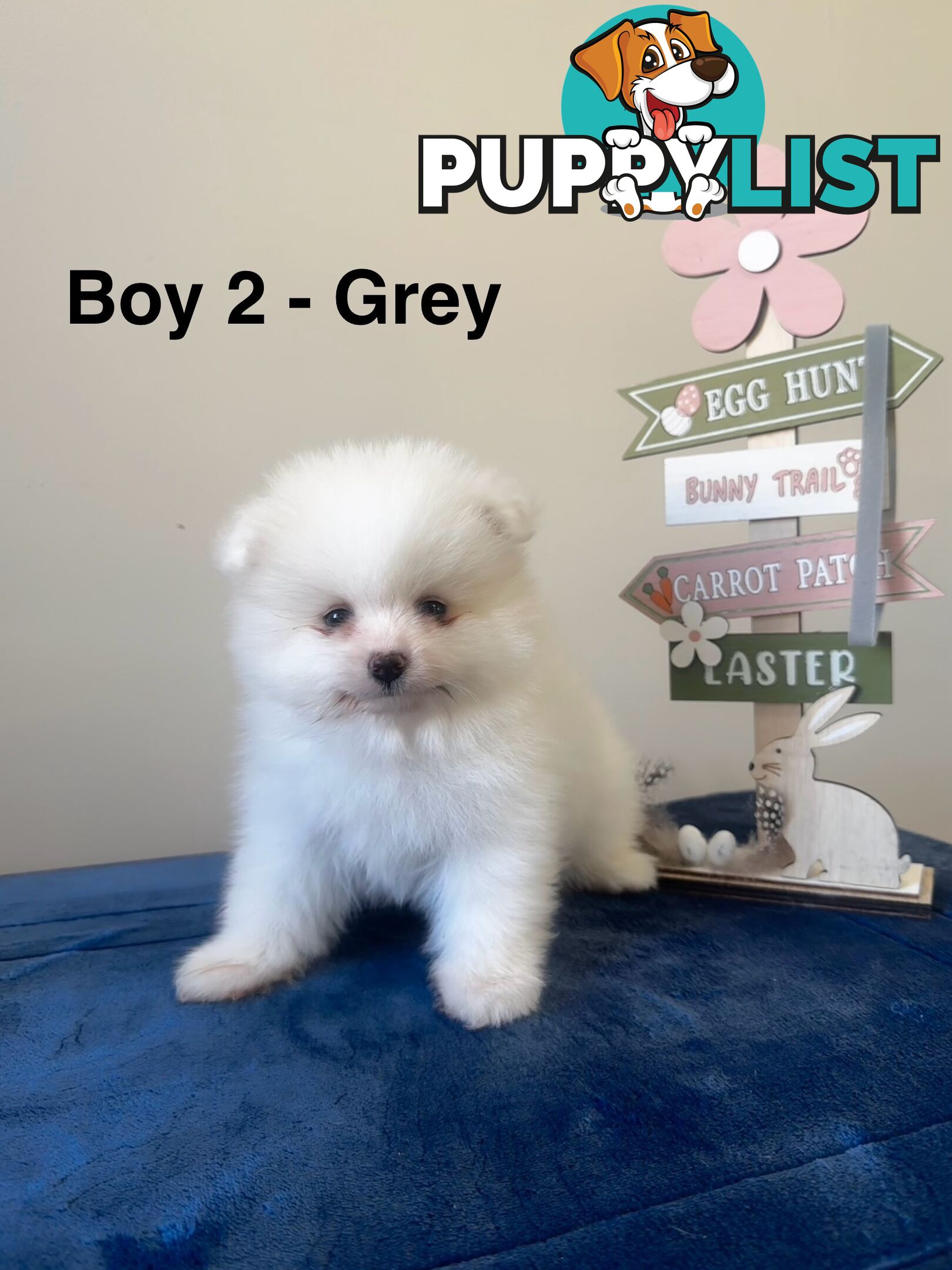 Pure Breed Pomeranian Pups for Sale (Available from 4th March 2025)